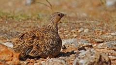 Pterocles orientalis