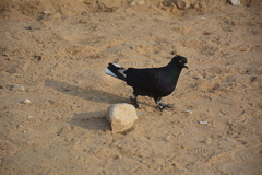 Columba livia domestica