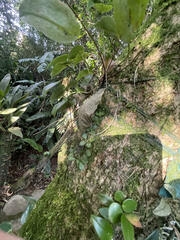 Peperomia berlandieri