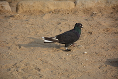 Columba livia domestica