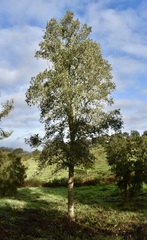 Quercus × avellaniformis