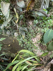 Peperomia berlandieri