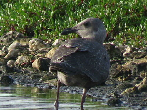 Larus glaucescens observed 2022-11-18