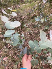 Eucalyptus cinerea