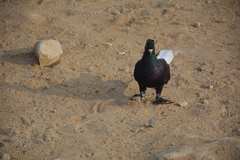 Columba livia domestica