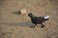 Columba livia domestica
