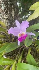 Cattleya trianae