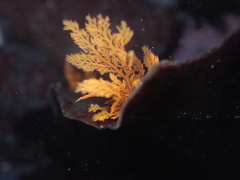 Microcladia coulteri