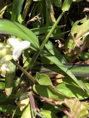 Tradescantieae