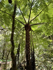 Cyatheaceae