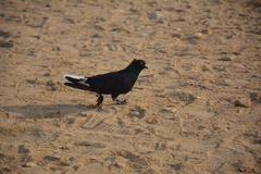 Columba livia domestica