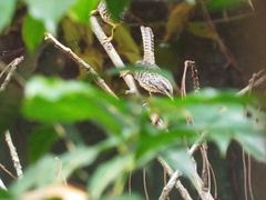 Campylorhynchus zonatus