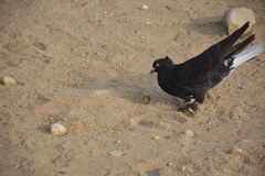 Columba livia domestica