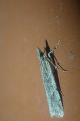 Scoparia chalicodes