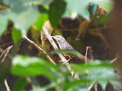 Campylorhynchus zonatus