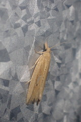 Bactra noteraula