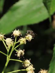 Asemosyrphus mexicanus