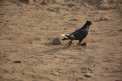 Columba livia domestica