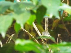 Campylorhynchus zonatus