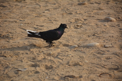 Columba livia domestica