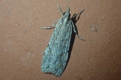Scoparia chalicodes
