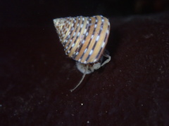 Calliostoma tricolor