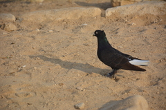 Columba livia domestica