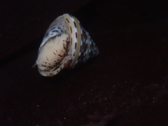 Calliostoma tricolor