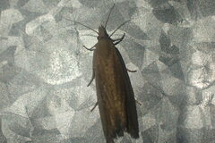 Bactra noteraula