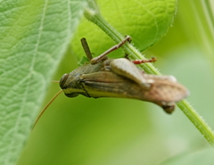 Schistocerca
