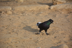 Columba livia domestica