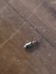 Cryptamorpha desjardinsi