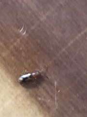 Cryptamorpha desjardinsi