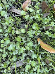 Hydrocotyle ranunculoides