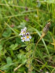 Euphrasia officinalis
