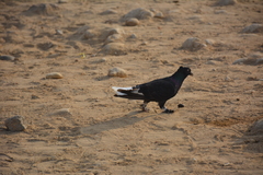 Columba livia domestica