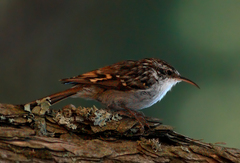 Certhia brachydactyla