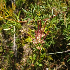 Grevillea acanthifolia