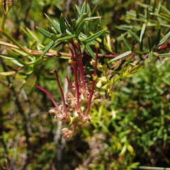 Grevillea acanthifolia