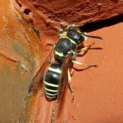 Ancistrocerus waldenii