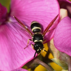 Ancistrocerus waldenii