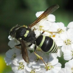 Ancistrocerus waldenii