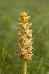 Orobanche alsatica