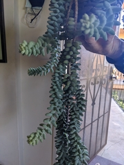 Sedum burrito