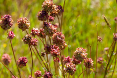 Sanguisorba officinalis