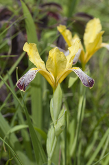 Iris variegata