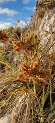 Spinifex hirsutus