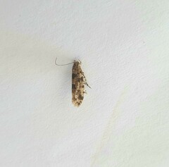 Parochmastis hilderi