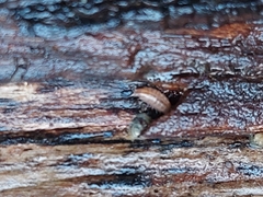 Trichoniscus pusillus