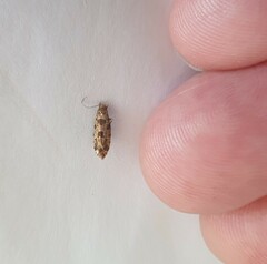 Parochmastis hilderi